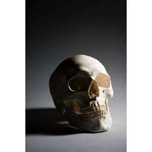  A Human Skull   Peel and Stick Wall Decal by Wallmonkeys 