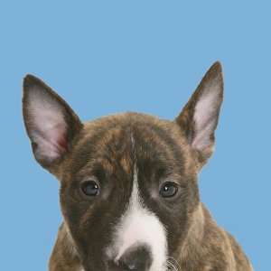    Good Dog Peel & Stick Accent Miniature Bull Terrier