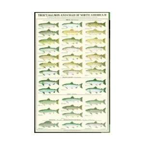  Trout, Salmon & Char of North America   Female  Laminated 