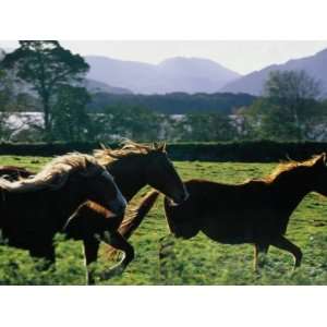 Three Horses Cantering Through Field, Ireland Stretched 