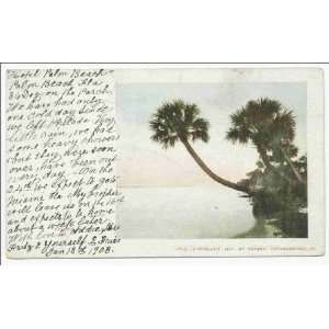  Reprint Palmettoes, Ormond, Fla 1900 1902