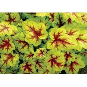  Heucherella Stoplight Patio, Lawn & Garden