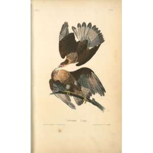   oil paintings   John James Audubon   24 x 40 inches   Caracara Eagle