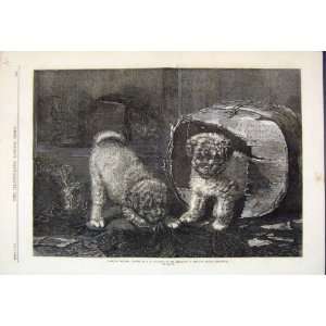  1870 Jack Box Dogs Cat Playing Couldery Fine Art