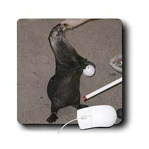  Jackie Popp Nature N Wildlife animals   Otter   Mouse Pads 