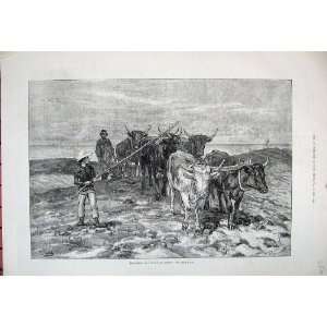    1881 Ploughing Sussex Downs Cattle Farming Fine Art