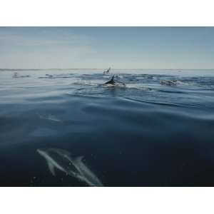  A Group of Dusky Dolphins Herd and Feed on a School of 