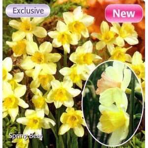   Jonquilla Spring Beat Daffodil 5 Bulbs   NEW Patio, Lawn & Garden