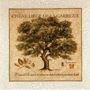  Chene Liege De La Garrigue by Pascal Cessou 12x12 Health 