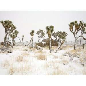  Rare Winter Snowfall, Joshua Tree National Park 
