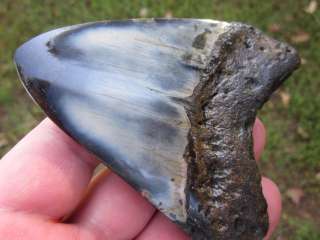   MEGALODON SHARK Tooth Fossil Teeth Megladon South Carolina USA SCUBA