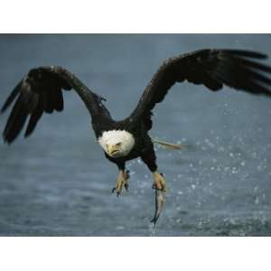 An American Bald Eagle Grabs a Fish in its Talons 