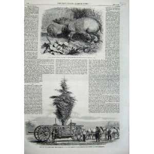    1860 Babirussa Zoological Tree Chiswick Kensington