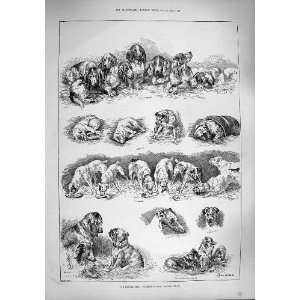  1887 KENNEL CLUB DOG SHOW CRYSTAL PALACE PUPPIES