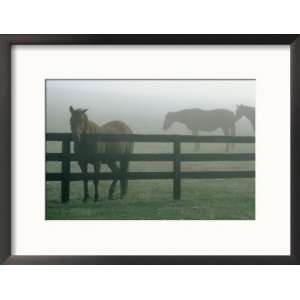  Horses in Fog, Chesapeake City, MD Framed Photographic 