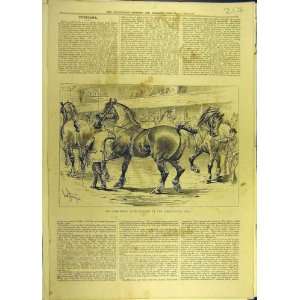   1881 Cart Horse Show Agricultural Hall Sketch Sturgess