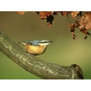 Nuthatch, Sitta Europaea Perched on Log in Autumn UK Photographic 