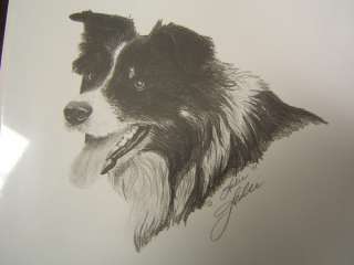 Dog Print Border Collie head pencil sketch signed (jd)  