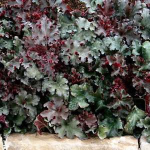  1 Heuchera Coral Bells Melting Fire Potted Plant Patio 