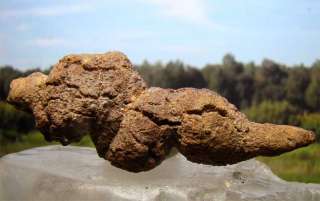 W127  COPROLITE   DINOSAUR DUNG POO FOSSIL  