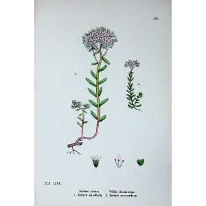  Botany Plants C1902 White Stone Crop Sedum Album Colour 