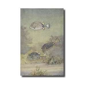   Of Trunkfish And A Scrawled Cowfish Giclee Print