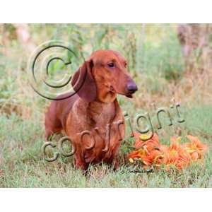  Dachshund (Red) Mouse Pad