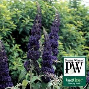  BUTTERFLY BUSH ADONIS BLUE / 1 gallon Potted Patio 