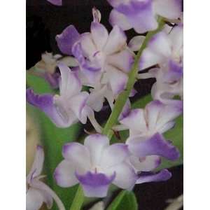 Rhynchostylis coelestis 60 Grocery & Gourmet Food