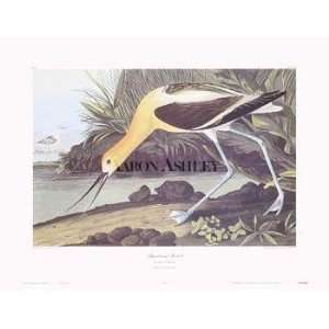  American Avocet   J.J. Audubon 30x23