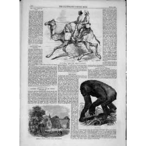    1859 Barras Camel Corps Church Denbighshire Gorilla