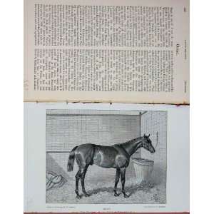  Antique Portrait 1893 Horse Orme Duke Westminster