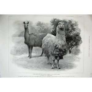   1899 Zoological Gardens Peruvian Llamas Animals Nature