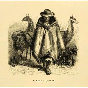  1875 Wood Engraving Indigenous Man Llamas Animals Peru 