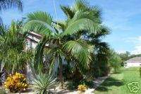 RARE Archontophoenix maxima Walsh River KING Palm Tree  
