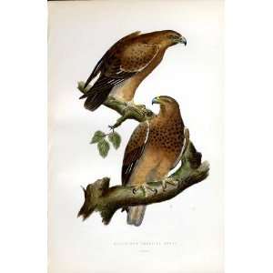  Adalberts Imperial Eagle Bree H/C 1875 Old Prints *2