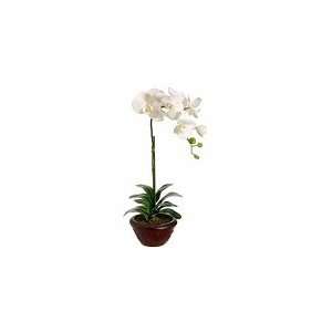  20 Phalaenopsis Orchid Plant (COPY)
