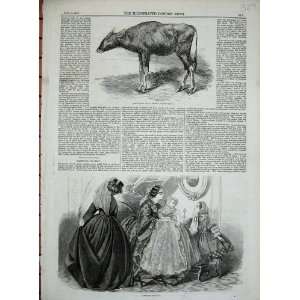   1859 Gaour Calf Ladies Women Fashion Dresses Baby Girl