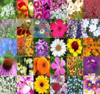 POUND LB Perennial Wildflower mix 100% seed SEEDS~  