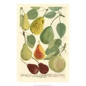   Plentiful Pears I by Johann Wilhelm Weinmann 15x22