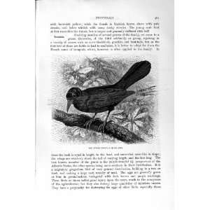  NATURAL HISTORY 1894 95 PURPLE TROUPIALWEAVERS BIRDS