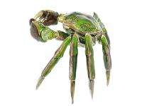 New Swarovski Crystal Crab Bejeweled Trinket Box  