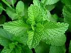 1600 PEPPERMINT seeds; superior for herbal tea; has radioprotectiv 
