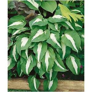  Hosta   Night Before Christmas Patio, Lawn & Garden