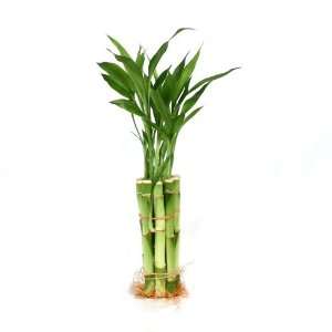   Leaf   10 Stalks of 6 Inch Straight Lucky Bamboo Patio, Lawn & Garden
