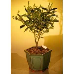 Kumquat Bonsai Tree   Variegated (fortunella japonica marumi 