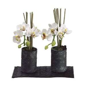  8.5 Phalaenopsis Orchid Plant in Clay Pot x2 in Acetate 
