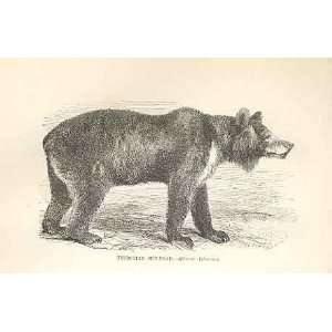  Thibetian Sun Bear 1862 WoodS Natural History