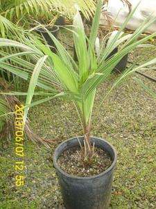 Beccariophoenix alfredii Live High Plateau Coconut Palm 5 Gal  