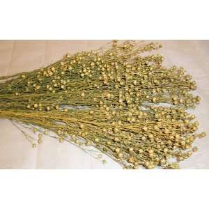  Dried Flax Bunch   Linum Bunch
